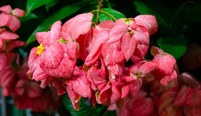 DonaTrining花