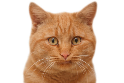 白色背景上的红猫