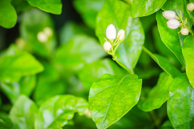 绿色花园背景中的一簇含苞待放的茉莉花。美丽的阿拉伯茉莉花(茉莉花sambac)芽花在树上。