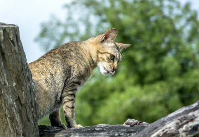 猫在寻找猎物