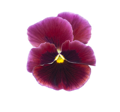 三色堇花