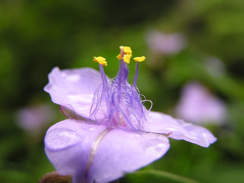 跳舞的花