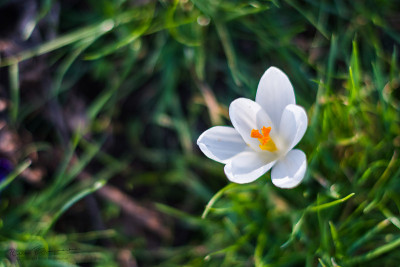花和花