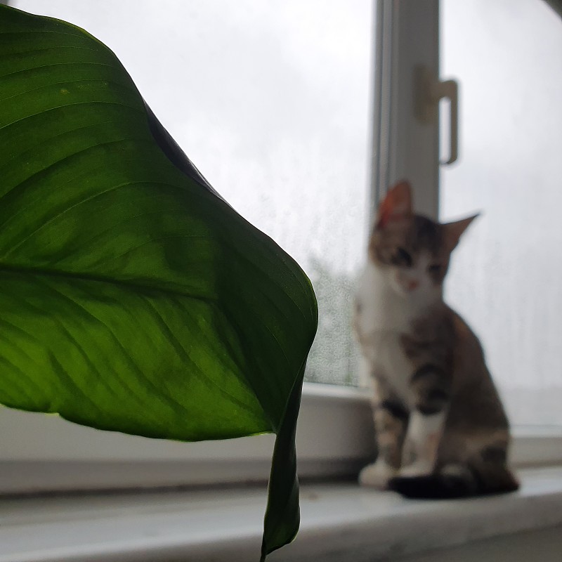 雨、植物和小猫
