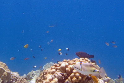 在红海里浮潜