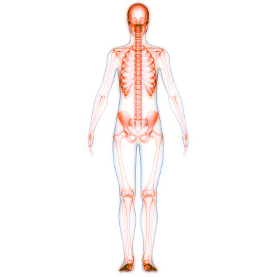 人体骨骼系统骨关节解剖学
