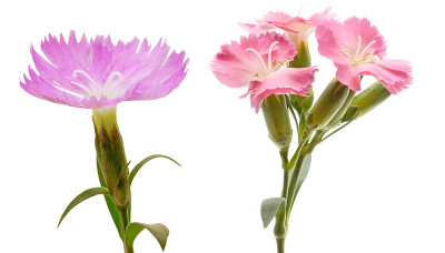 石竹的花头
