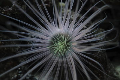 海葵，可能是线形海葵，在黑海咸水海洋生物区水族馆的水流中移动它的触须捕捉浮游生物食物，广泛传播的入侵