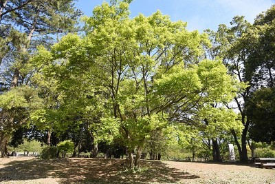 中国朴树(Celtis sinensis)的树干和叶子