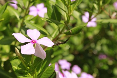 长春花(Catharanthus roseus)，俗称马达加斯加长春花、玫瑰长春花或玫瑰长春花，是罗