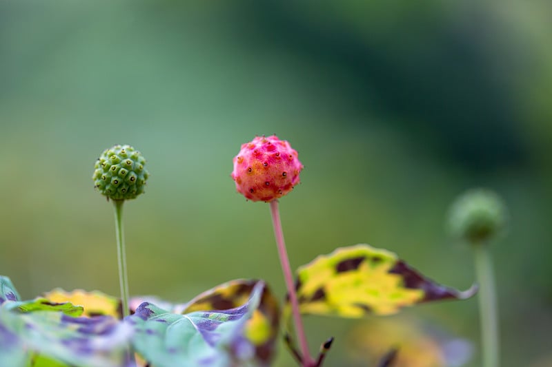 日本开花山茱萸