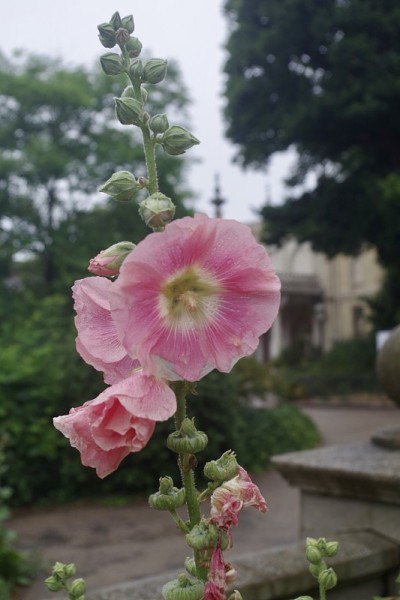 盛开的蜀葵