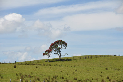 Treescape