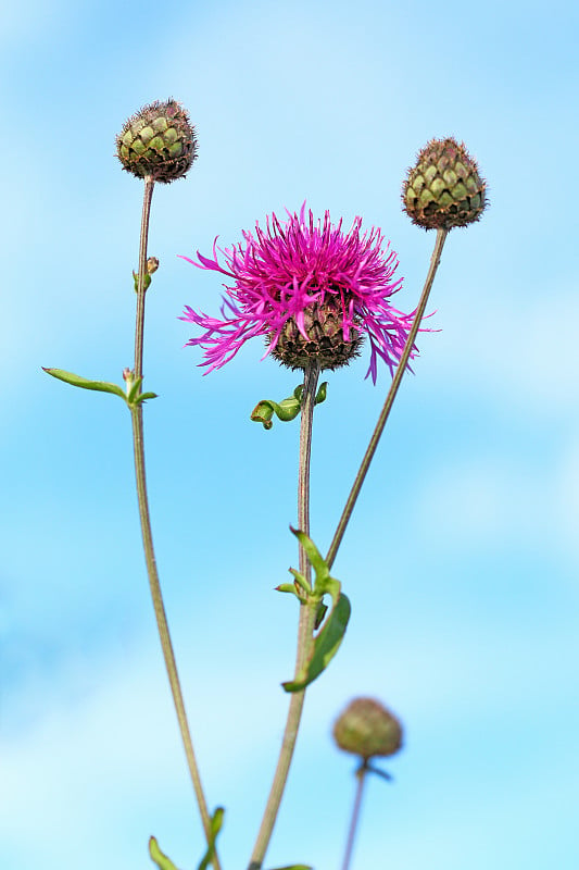 矢车菊属apiculata Ledeb。盛开的矢车菊