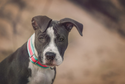 美国斗牛犬