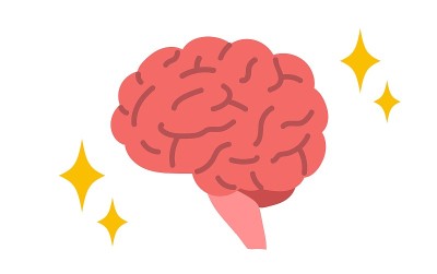 脑横切面的医学说明