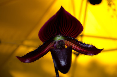 黑兰花花