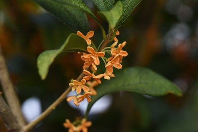 香橄榄花