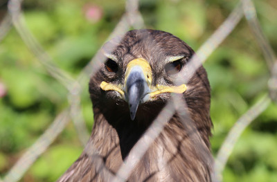 年轻的金雕(Aquila chrysaetos)特写