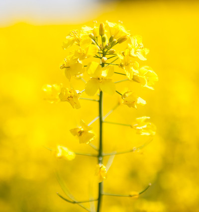 黄花油菜(Brassica napus)