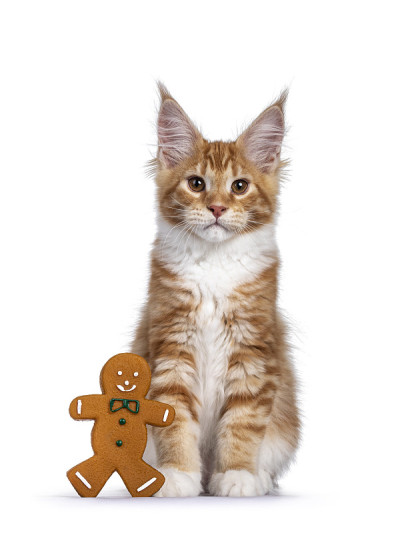 红色缅因猫，白色的小猫
