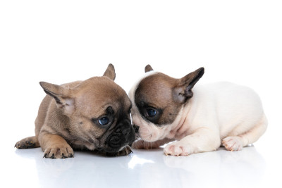 一只法国斗牛犬爱上了他的朋友