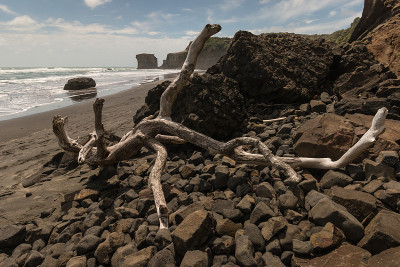 火山海滩上的浮木