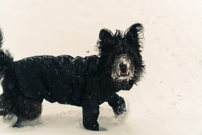 冬天。狗在雪里