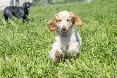 可卡犬运行