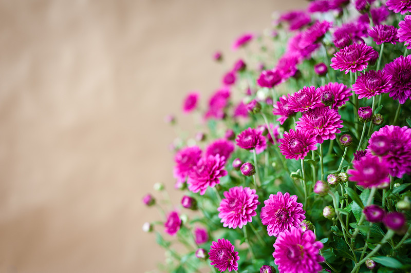 一束红色菊花，背景是旧纸