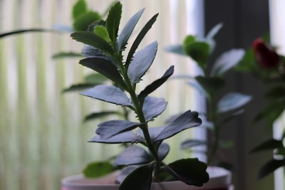花盆里美丽的肉质植物。