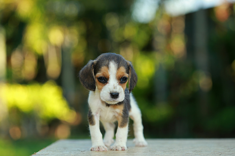 瘦比格犬在自然的绿色背景
