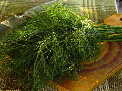 花园里的绿色植物