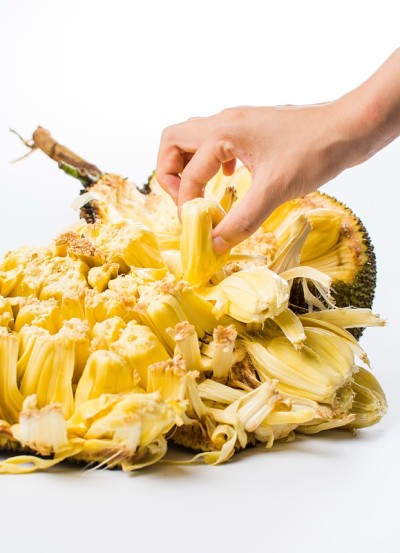 手到达孤立在白色背景的菠萝蜜