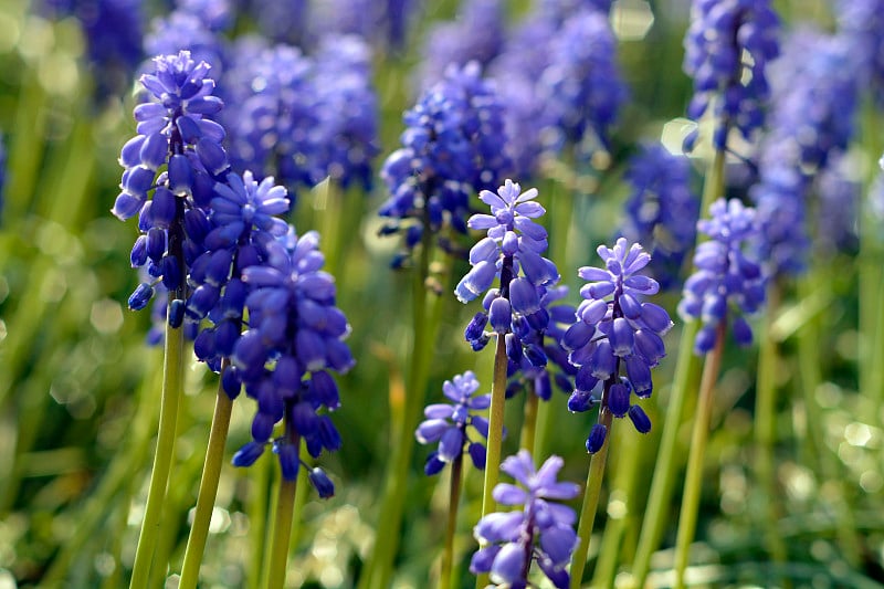 春季花园蓝葡萄风信子背景