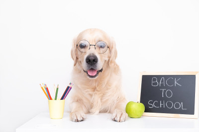 可爱的金毛猎犬在眼镜和黑板。书桌边的狗为了学习收集铅笔。回到学校的概念。