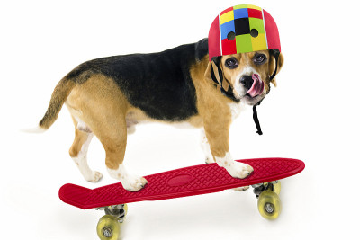 滑稽可爱的小猎犬戴着头盔骑着溜冰鞋