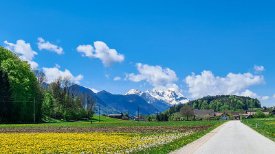 Matschacher Gupf -一条狭窄的道路，穿过一望无际的蒲公英田和边缘茂密的森林