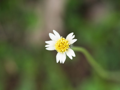 多余的花卉盛开