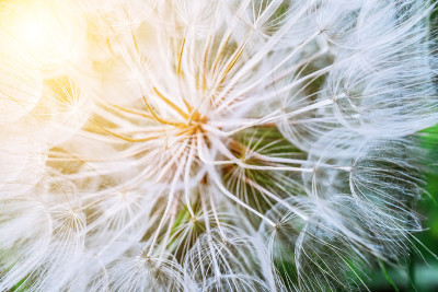 这就是我的企图Dandelion