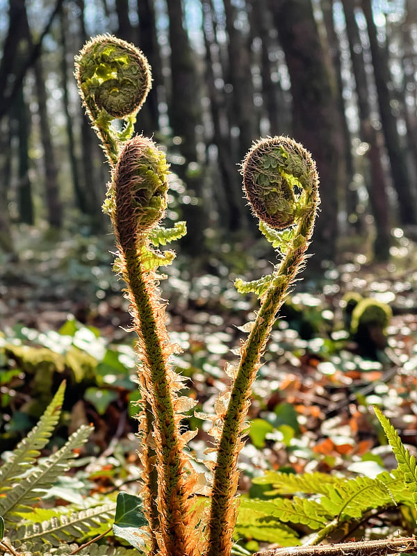 电视Fiddleheads