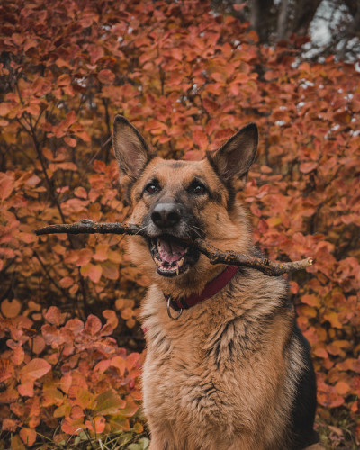 德国牧羊犬