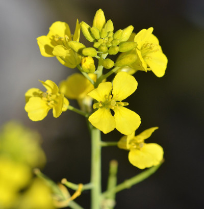 开花油籽油菜籽