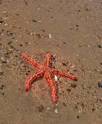 海滩上有红色和橙色的海星