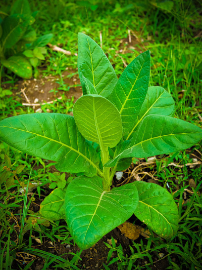 在印度尼西亚的种植园里，农民种植烟草作为卷烟的原料，烟草植物茁壮成长