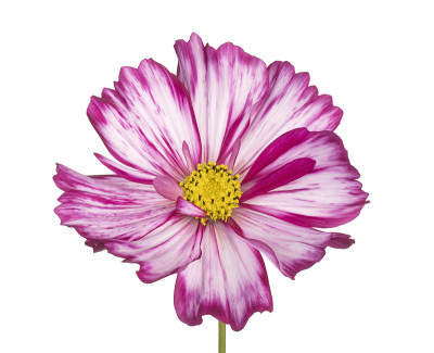 花孤立