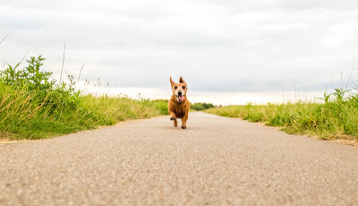 迷你腊肠犬