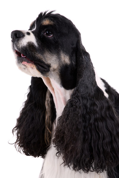 美国可卡犬