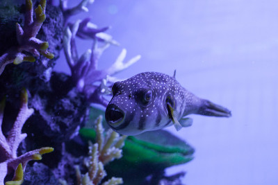 张开嘴巴的鱼。Arothron hispidus