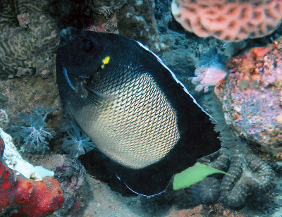 埃及红海中的一条黄耳神仙鱼(Apolemichthys xanthotis)